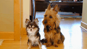 Terrier Dog Pointing GIF