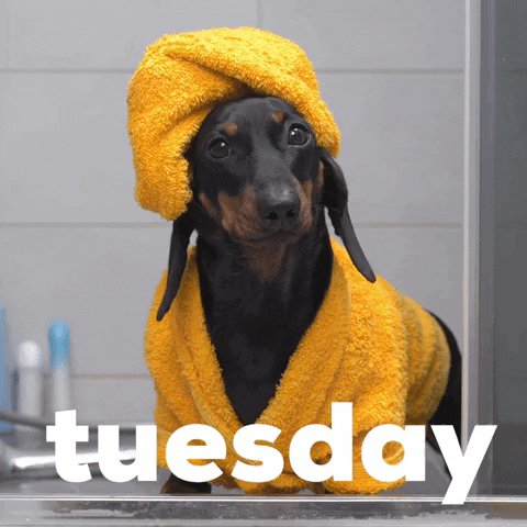 Terrific Tuesday Black Doxie Rich Robe GIF