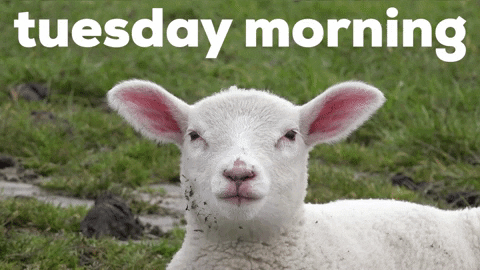 Terrific Tuesday Cute Singing Sheep GIF