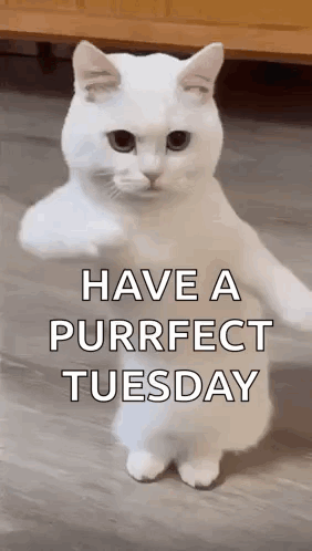 Terrific Tuesday Hilarious Dancing White Cat GIF