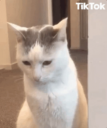 Terrified 417 X 498 Gif GIF