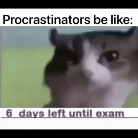 Test Day Cat Blank Stare Meme GIF