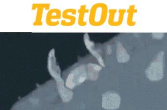 Testout Logo With Bug