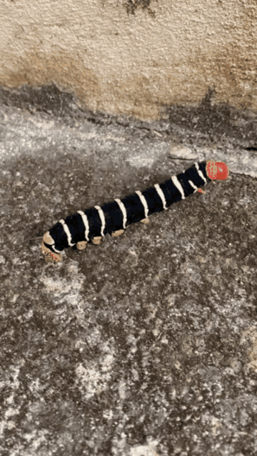 Tetrio Sphinx Caterpillar GIF