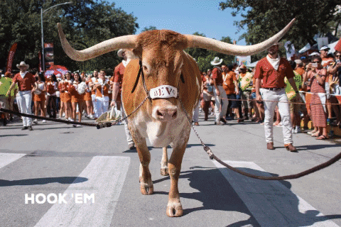 Texas Longhorn Walking Down Street With People Behind