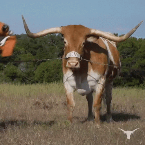 Texas Written On Man Shirt GIF