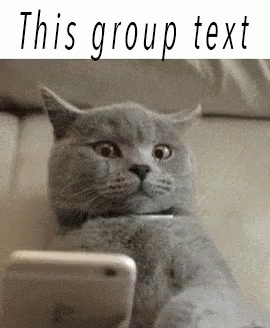 Cute Cat Group Texting Sent GIF