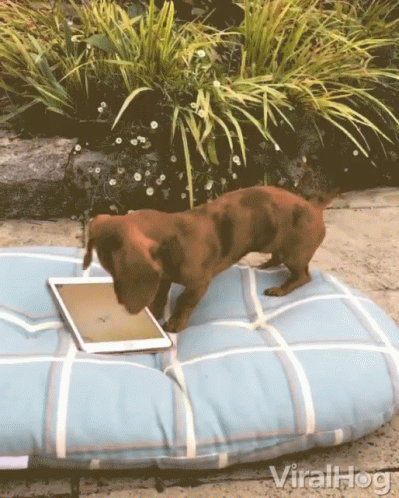Funny Dachshund Thump Texting GIF