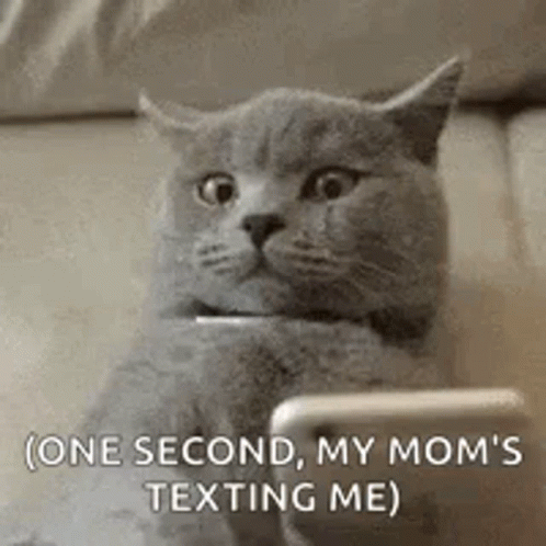 Crying Cat Mom Is Texting Meme GIF
