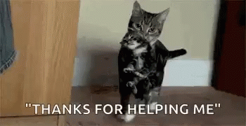 Thank You Cat For Helping Me GIF