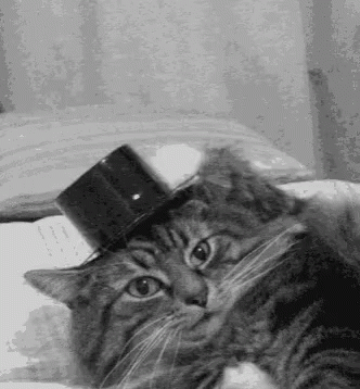 Thank You Cat Hat Off GIF