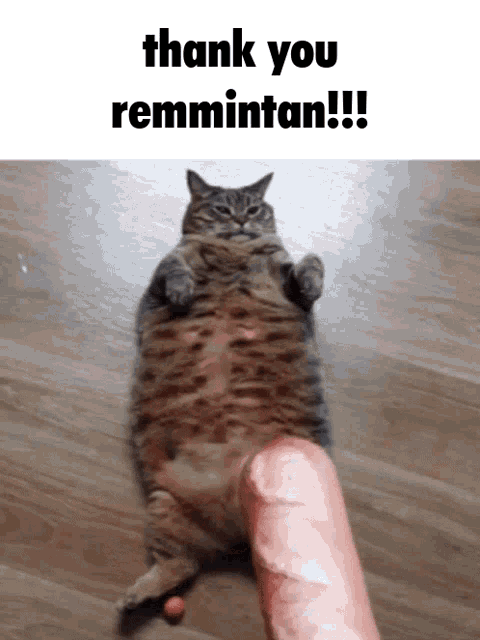 Thank You Cat Remmintan Hotdog GIF