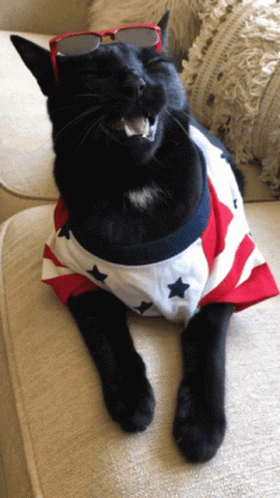 Thank You Cat Sleepy Meow GIF