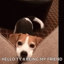 Thank You For Being A Friend Dog Is Happy GIF