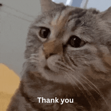 Thank You Friend Cat Emotional GIF