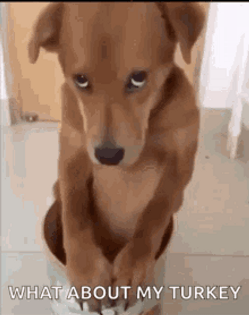 Thanksgiving Adorable Dog Asking For His Turkey GIF