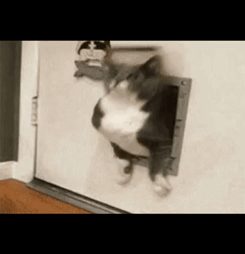 Thanksgiving Cat After Hotpot Food Coma GIF