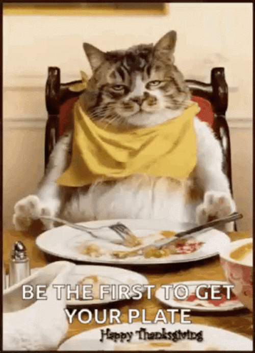 Thanksgiving Cat Be First To Get Plate GIF
