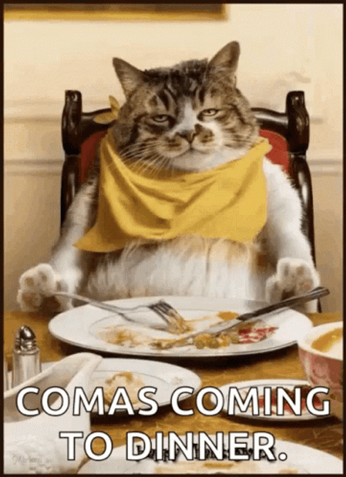 Thanksgiving Cat Comas Coming To Dinner GIF