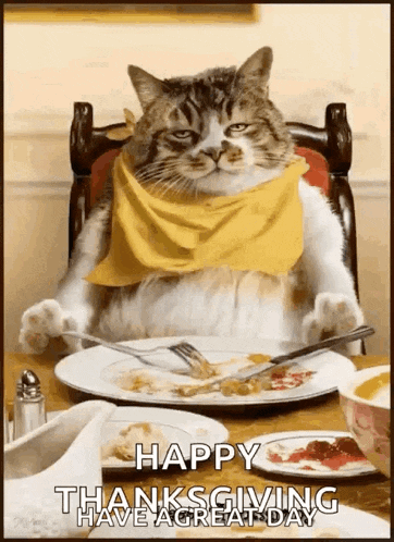 Thanksgiving Cat Gif GIF