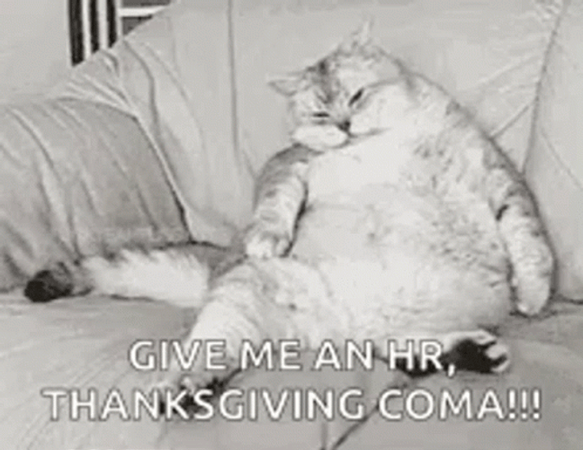 Thanksgiving Cat Give Me An Hour Thanksgiving Coma GIF