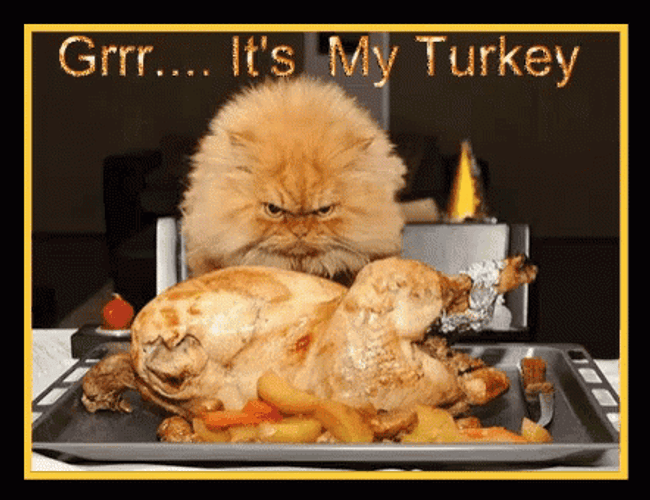 Thanksgiving Cat Grr Its My Turkey GIF