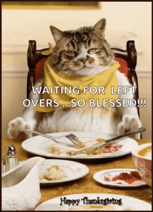 Thanksgiving Cat GIF