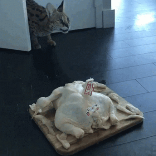 Thanksgiving Cat Stealing Turkey GIF