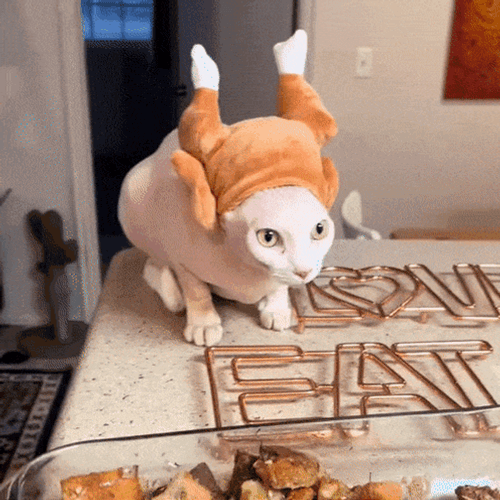 Thanksgiving Cat Wearing Turkey Headdress GIF