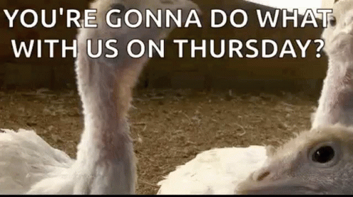 Thanksgiving Confused Turkeys Meme GIF