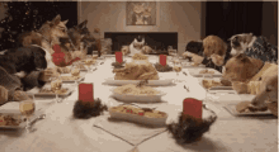 Thanksgiving Dinner Dogs Eating Together GIF