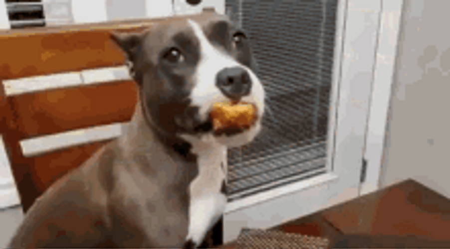 Thanksgiving Dinner Eaten By Guilty Dogs GIF