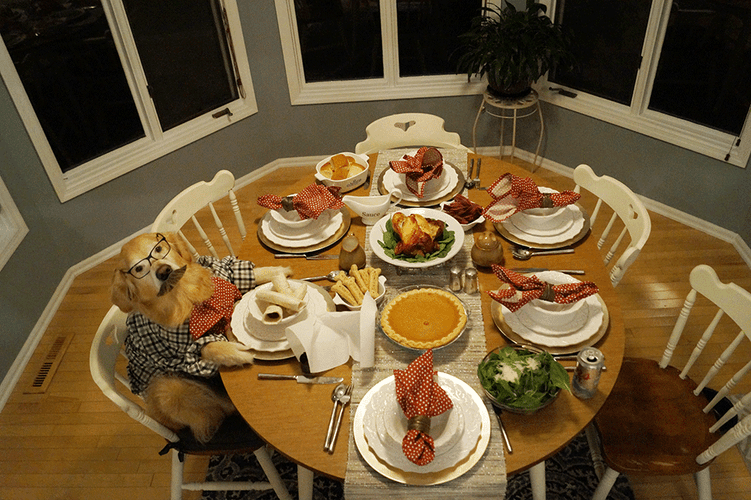 Thanksgiving Dinner Shared By Dogs GIF