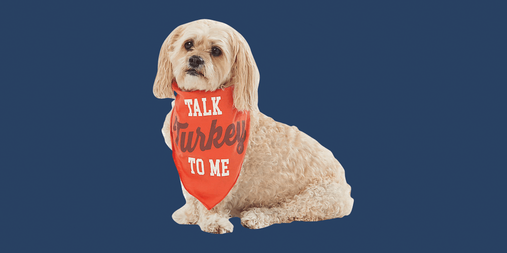 Thanksgiving Dog In Turkey Costume Clip Art GIF