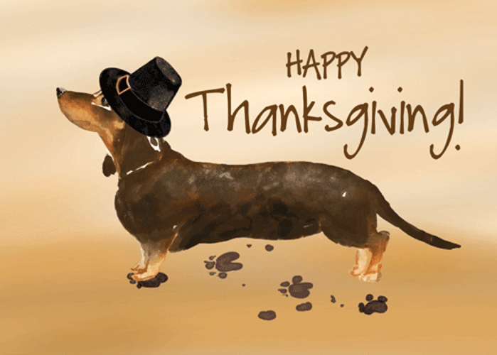 Thanksgiving Dog Message Digital Text Design GIF
