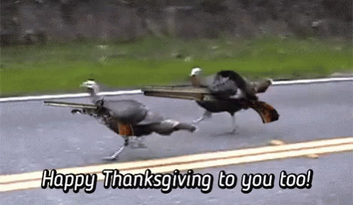 Thanksgiving Funny Wild Turkey GIF