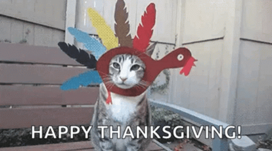 Thanksgiving Funny Cat Memes GIF