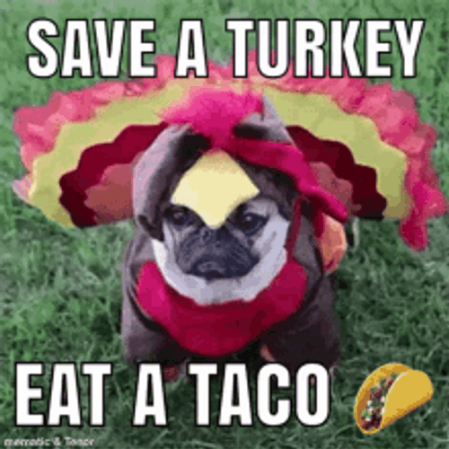 Thanksgiving Reminder Dog Dressed As Taco GIF