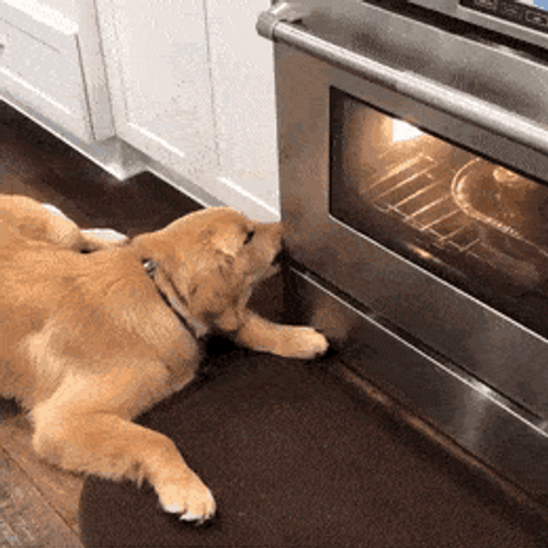 Thanksgiving Turkey Cooking Dog Watching Closely GIF
