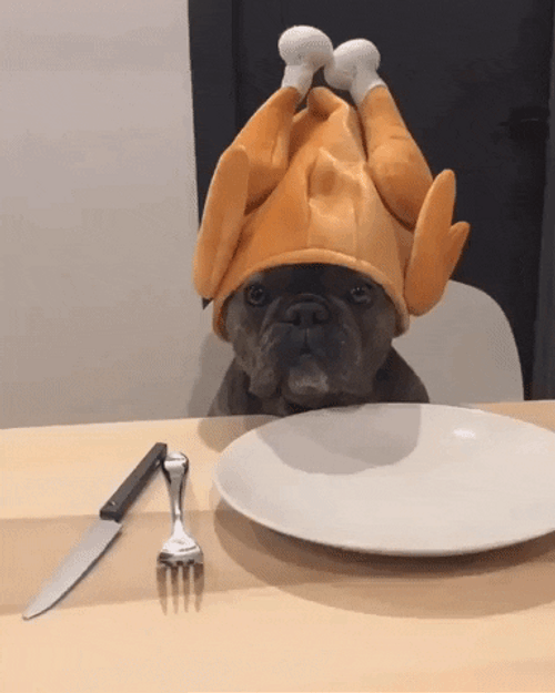 Thanksgiving Turkey Dog Waiting For Food GIF
