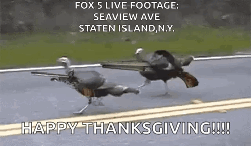 Thanksgiving Turkeys Wielding Guns Meme GIF