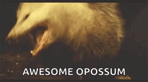 That Is Awesome Possum GIF