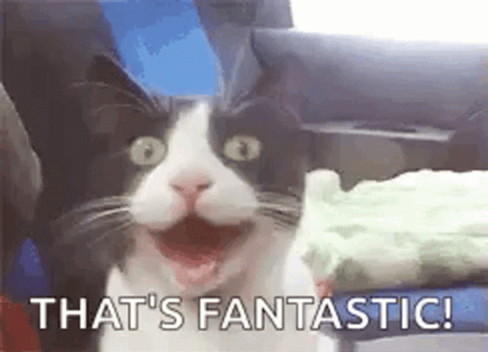 That's Fantastic Cat GIF