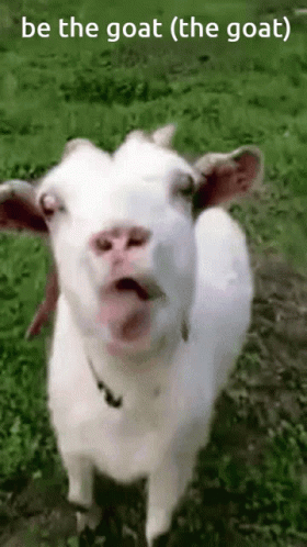 That's Why He's The Goat Funny Tongue Out GIF