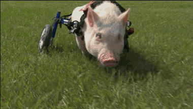 Thatll Do Pig On Wheels GIF