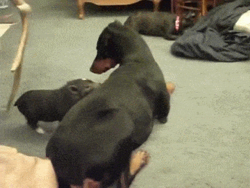 Thatll Do Pig Playing With The Dog GIF