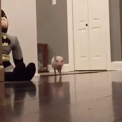 Thatll Do Pig Running GIF