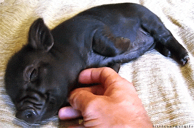 Thatll Do Pig Sleepy Head GIF
