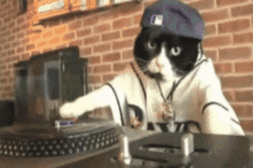 Thats Hip Hop Dude Cat GIF
