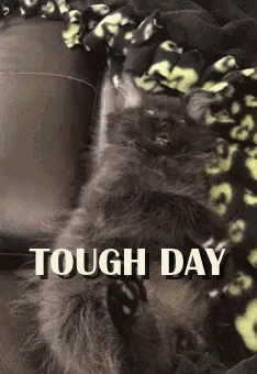 Thats Rough Buddy Tired Cat GIF